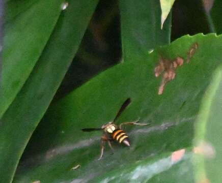 Image of Polistes snelleni de Saussure 1862