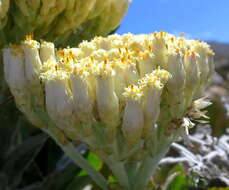 Syncarpha milleflora (L. fil.) B. Nord. resmi