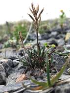 Image of Fernald's northern rockcress