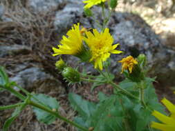 Imagem de Hieracium amplexicaule L.