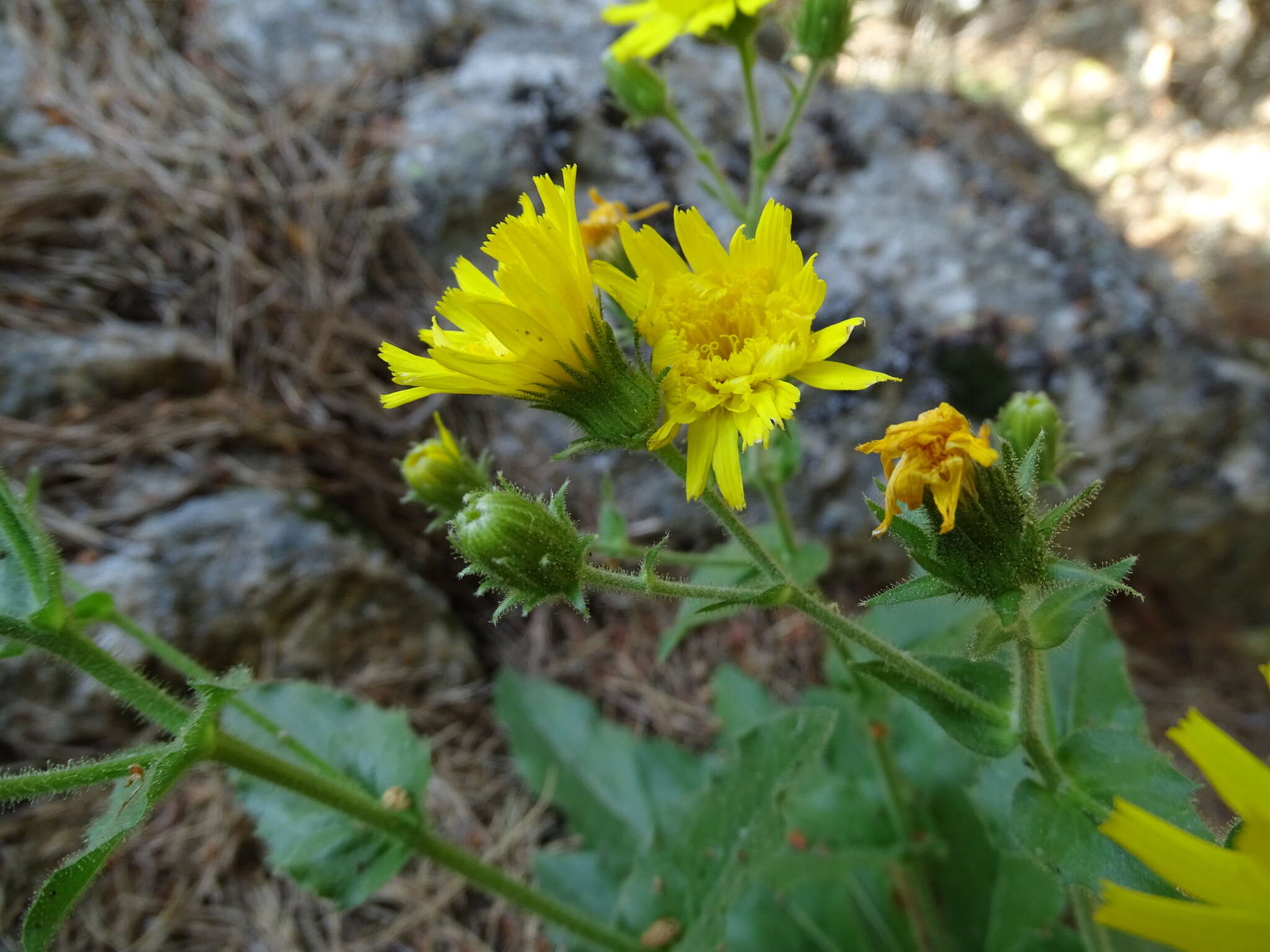 Imagem de Hieracium amplexicaule L.