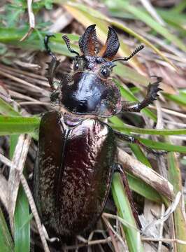 Слика од <i>Sphaenognathus giganteus</i>