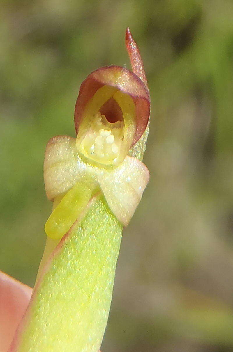 Imagem de Disa densiflora (Lindl.) Bolus