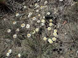 Image of Leucochrysum albicans (A. Cunn.) P. G. Wilson