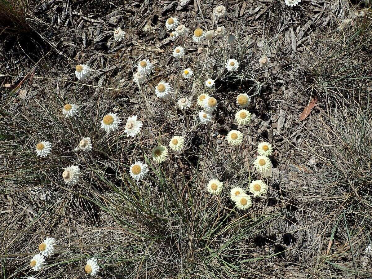 Image of Leucochrysum albicans (A. Cunn.) P. G. Wilson