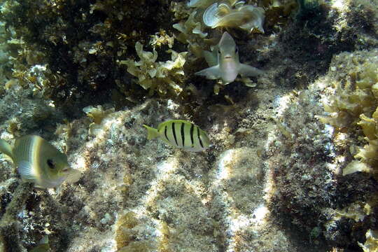 Image of Convict Surgeonfish