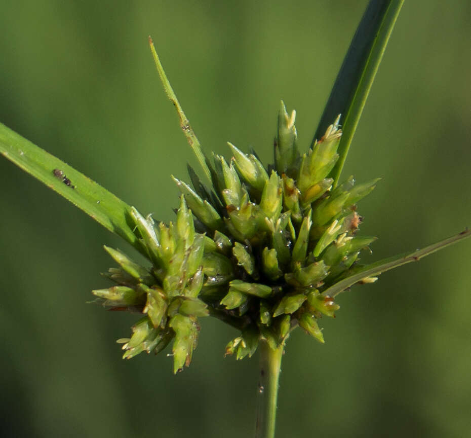 Image of Great Plains flatsedge