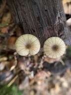 Image of Entoloma watsonii (Peck) Noordel. 2008