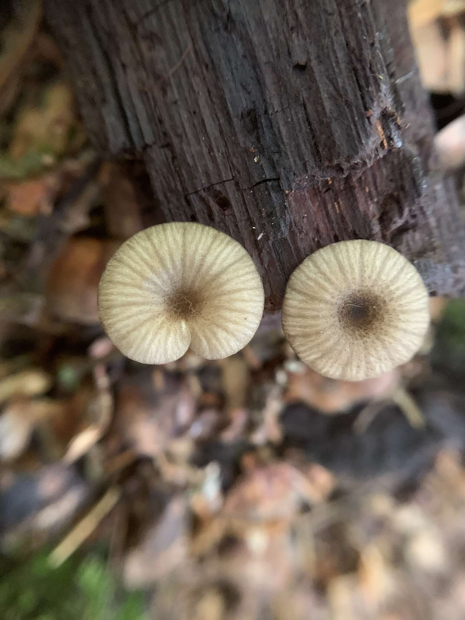 Image of Entoloma watsonii (Peck) Noordel. 2008