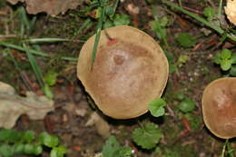 Image de Hortiboletus engelii (Hlaváček) Biketova & Wasser 2015