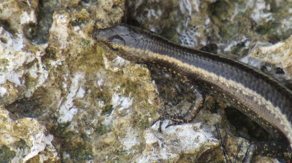 Image of East-African Snake-eyed Skink