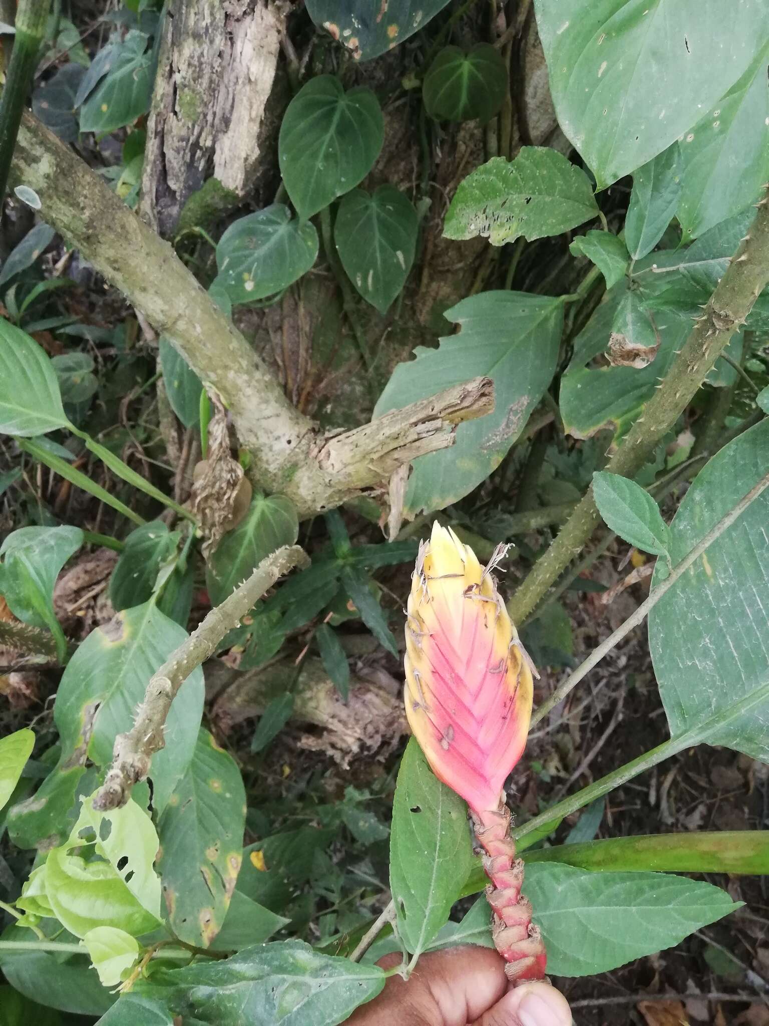 Image of Heliconia episcopalis Vell.