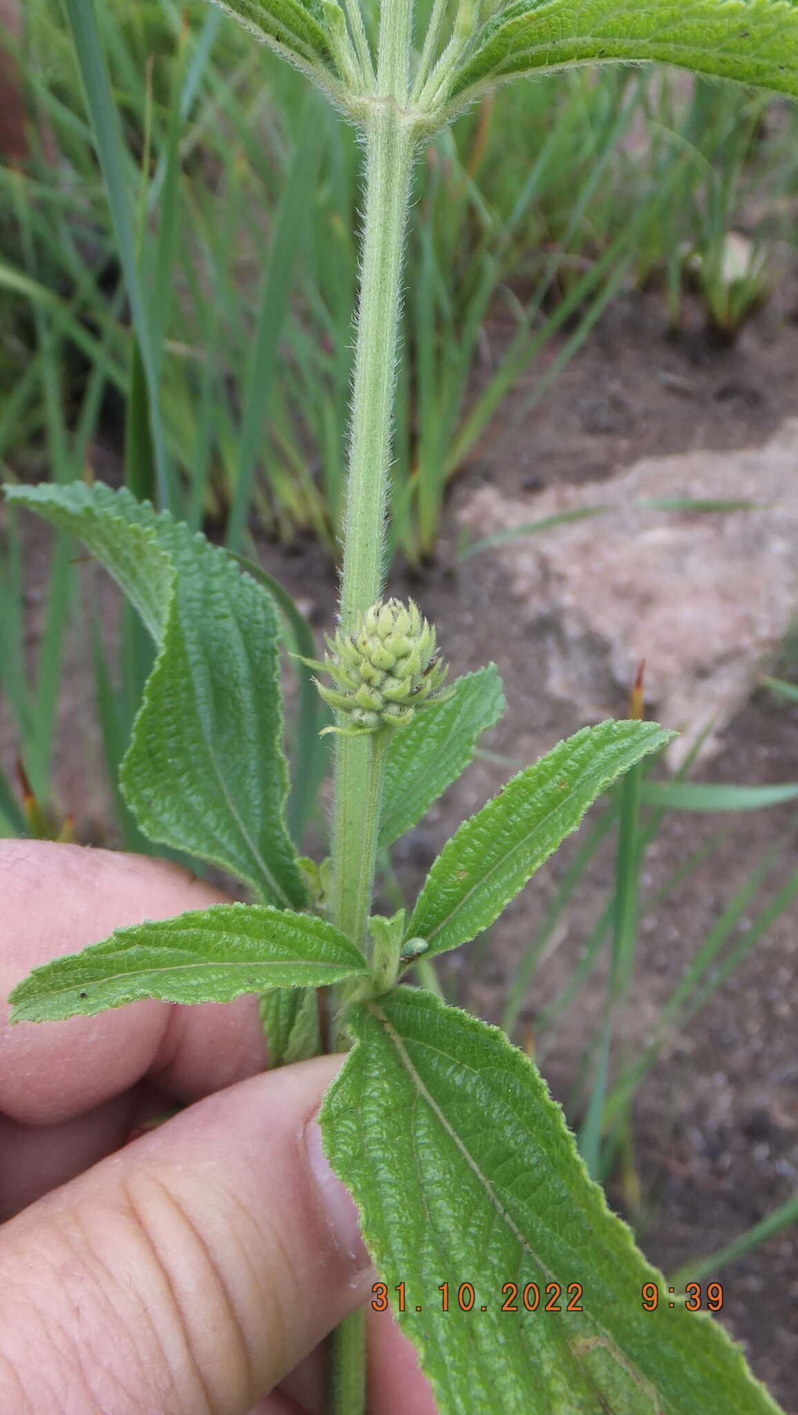 Image of Mint lippia