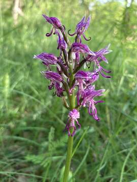 Image of Orchis simia subsp. simia