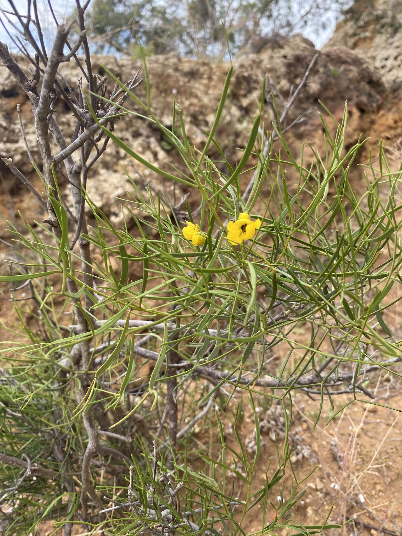 Image of <i>Senna artemisioides</i> subsp. <i>petiolaris</i>