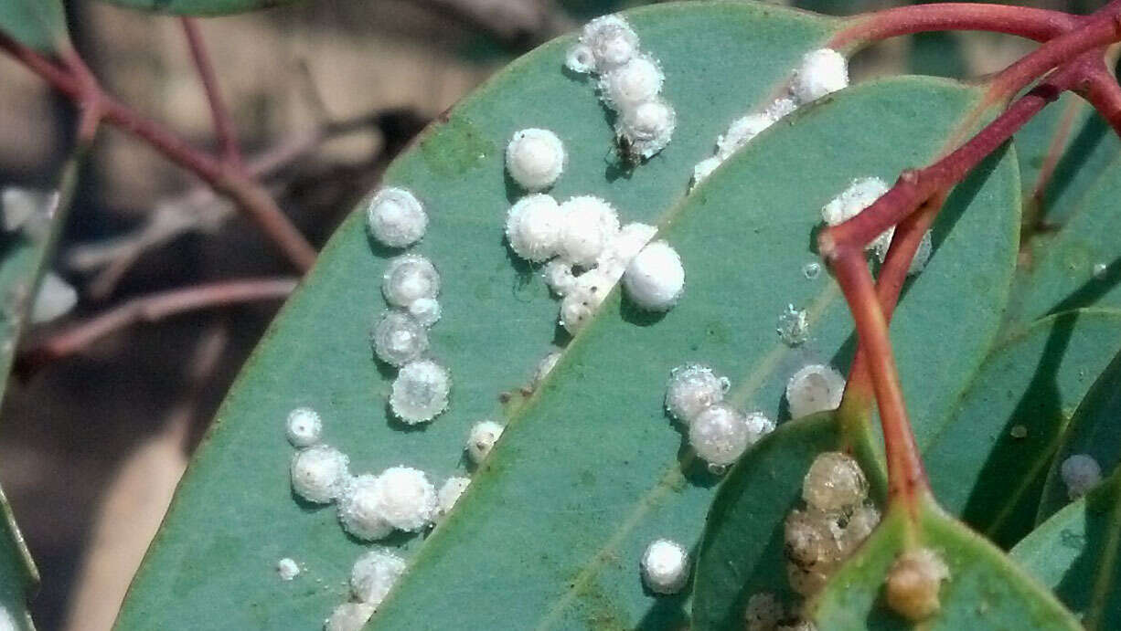 Image of Red gum lerp psyllid