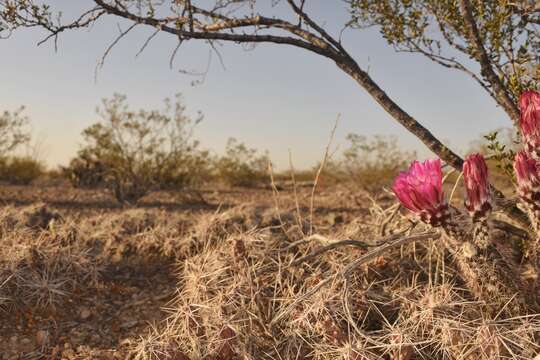 Image of Chisos Mountain hedgehog cactus