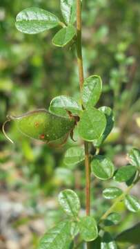 Image of royal snoutbean