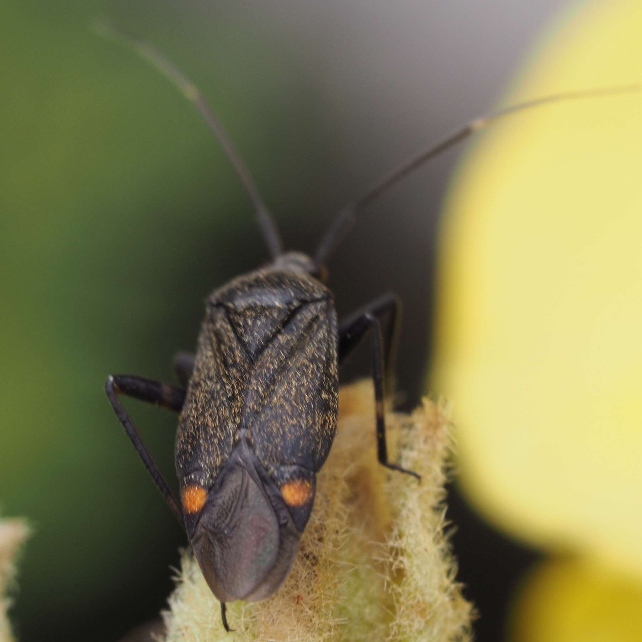 Image of Closterotomus cinctipes (A. Costa 1853)