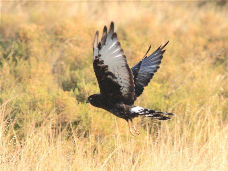 Image of Black Harrier