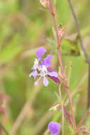 Слика од Cuphea procumbens Ortega