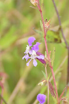 Image of creeping waxweed