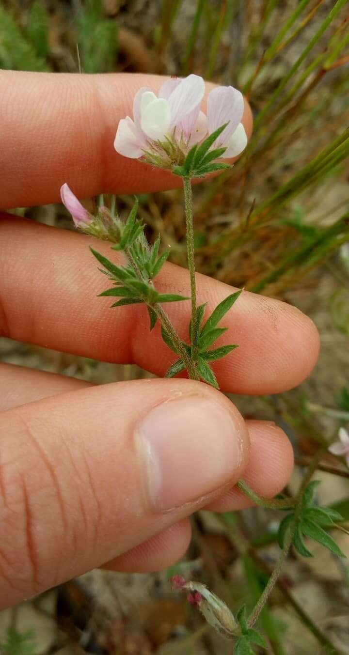 Image of common bird's-foot