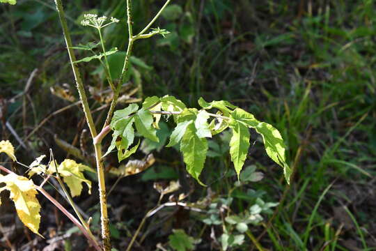 Image of Angelica czernaevia (Fisch. & C. A. Mey.) Kitag.