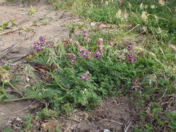 Image of Lessertia kensitii L. Bolus