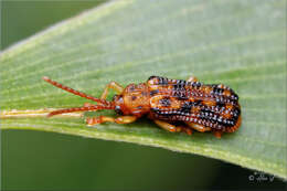 Image of Gonophora pulchella Gestro 1888