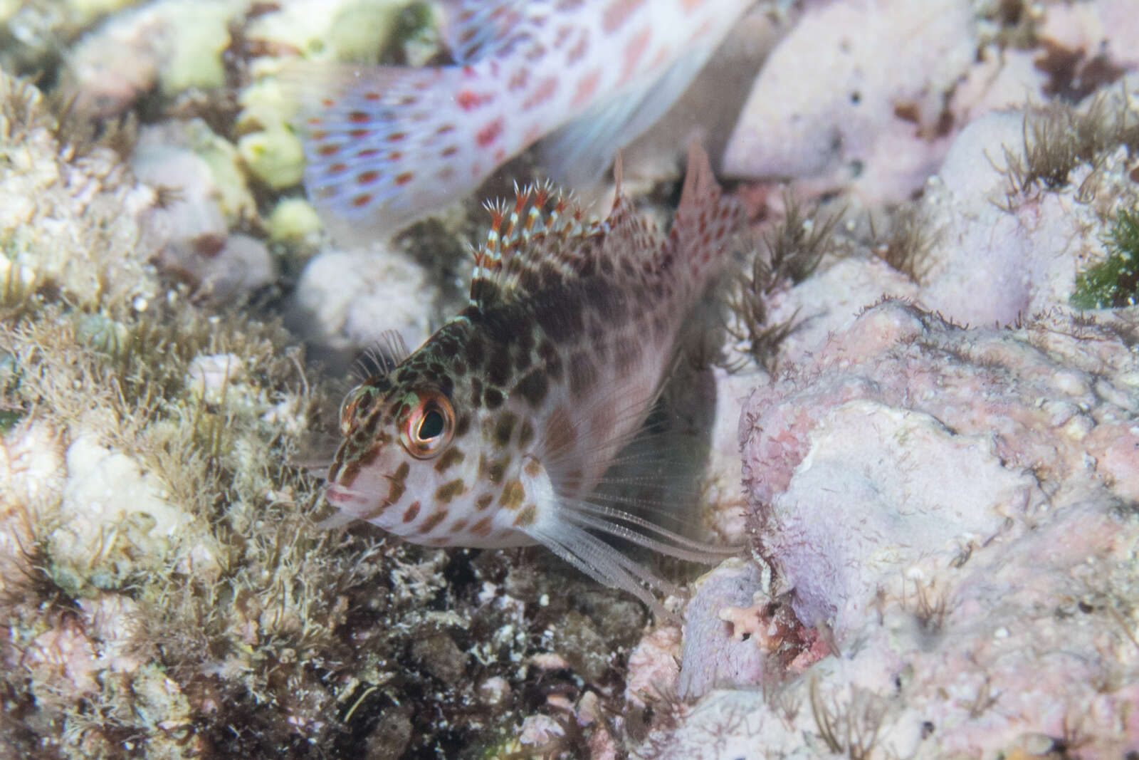 Image of Blotched Hawkfish