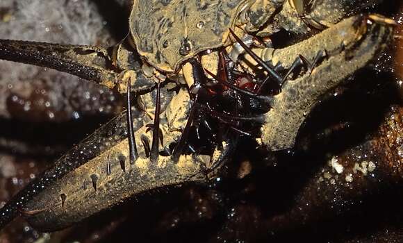 Image of Heterophrynus longicornis (Butler 1873)