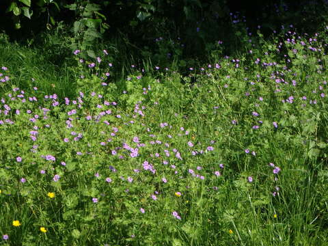 Image of hedgerow geranium