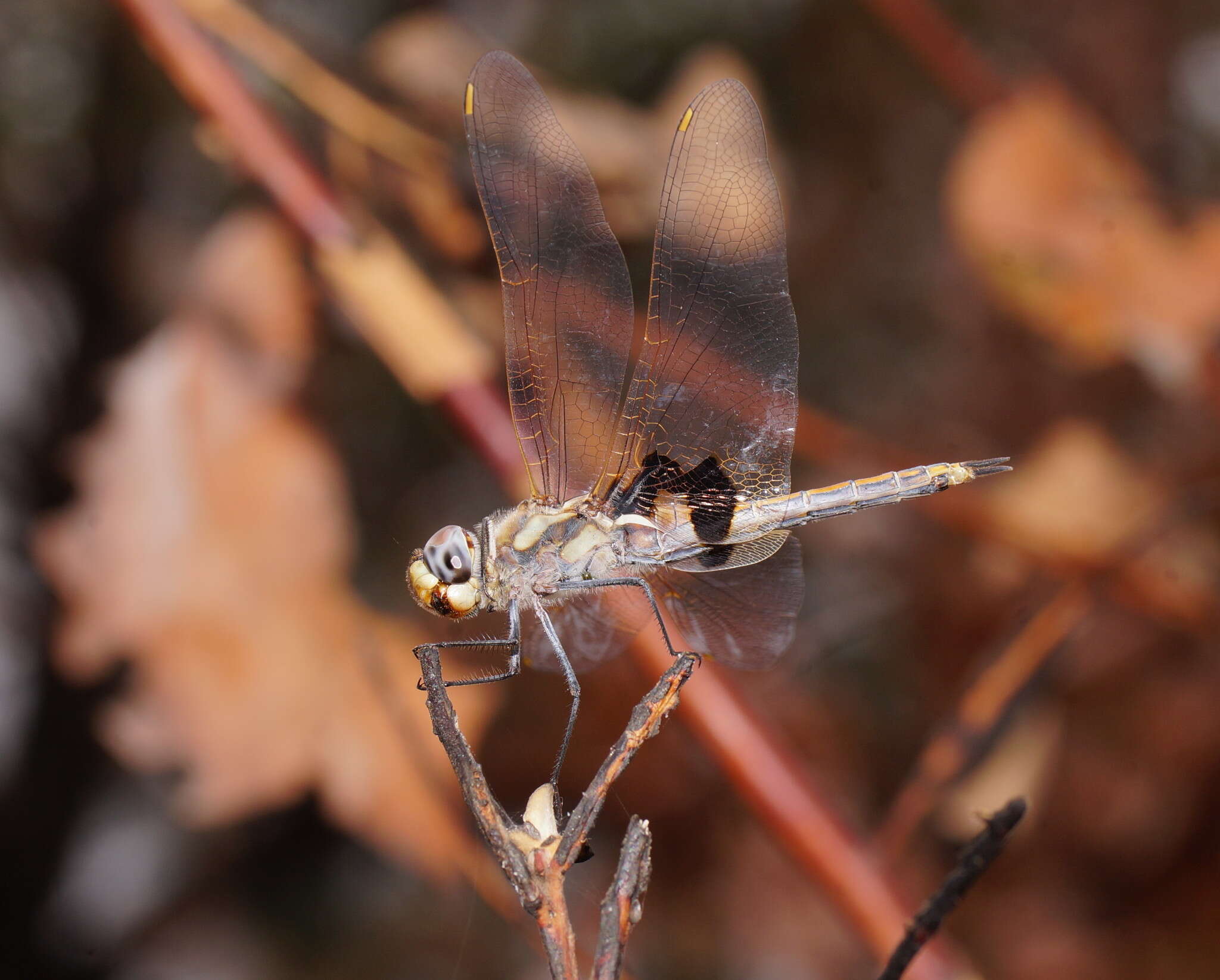 Image of Common Glider