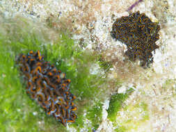 Image of Leaf gilled slug