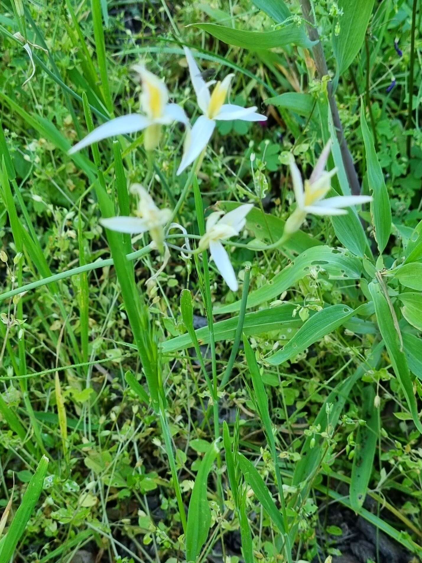 Image of Leucocoryne alliacea Lindl.