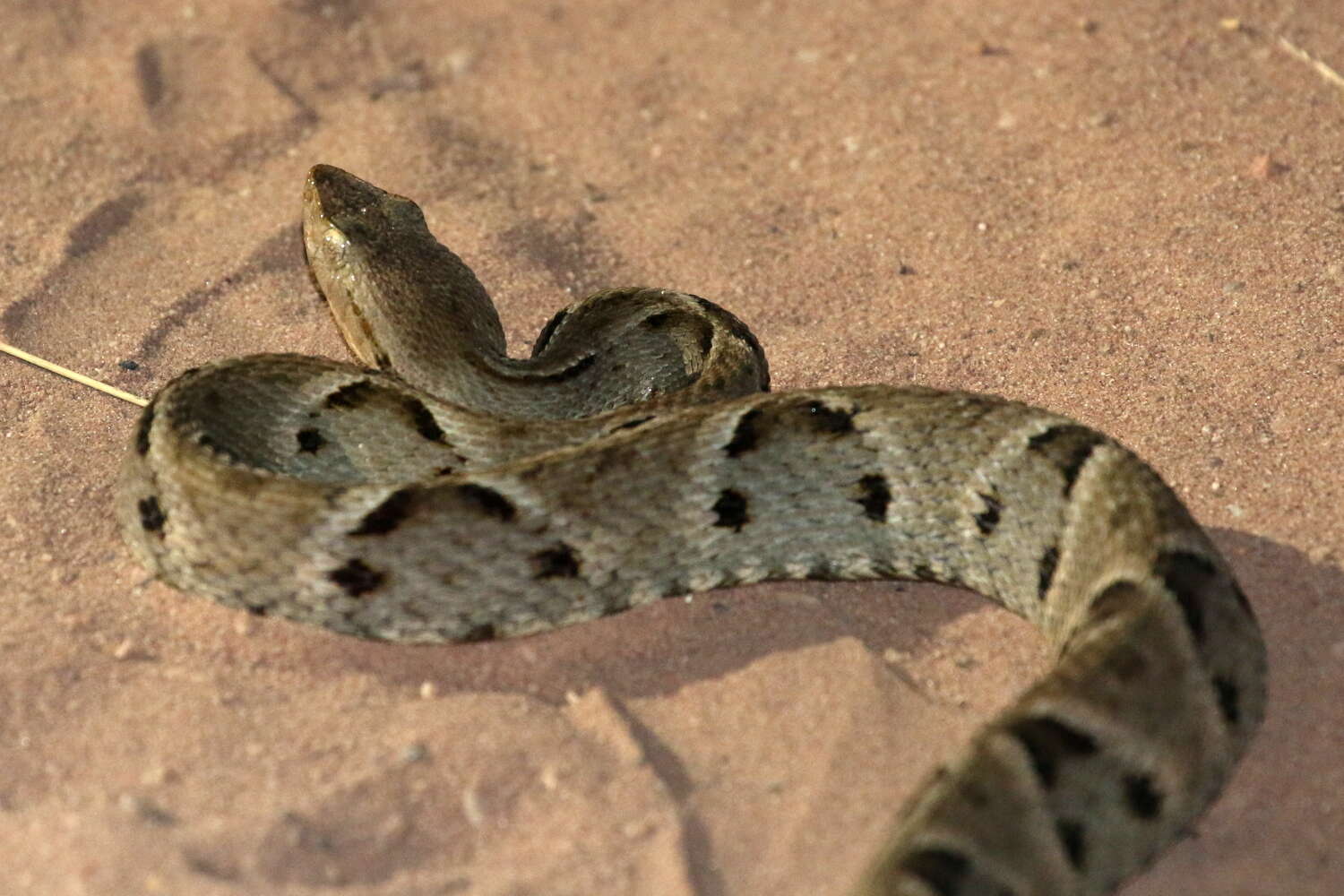 Image of Brazilian Lancehead