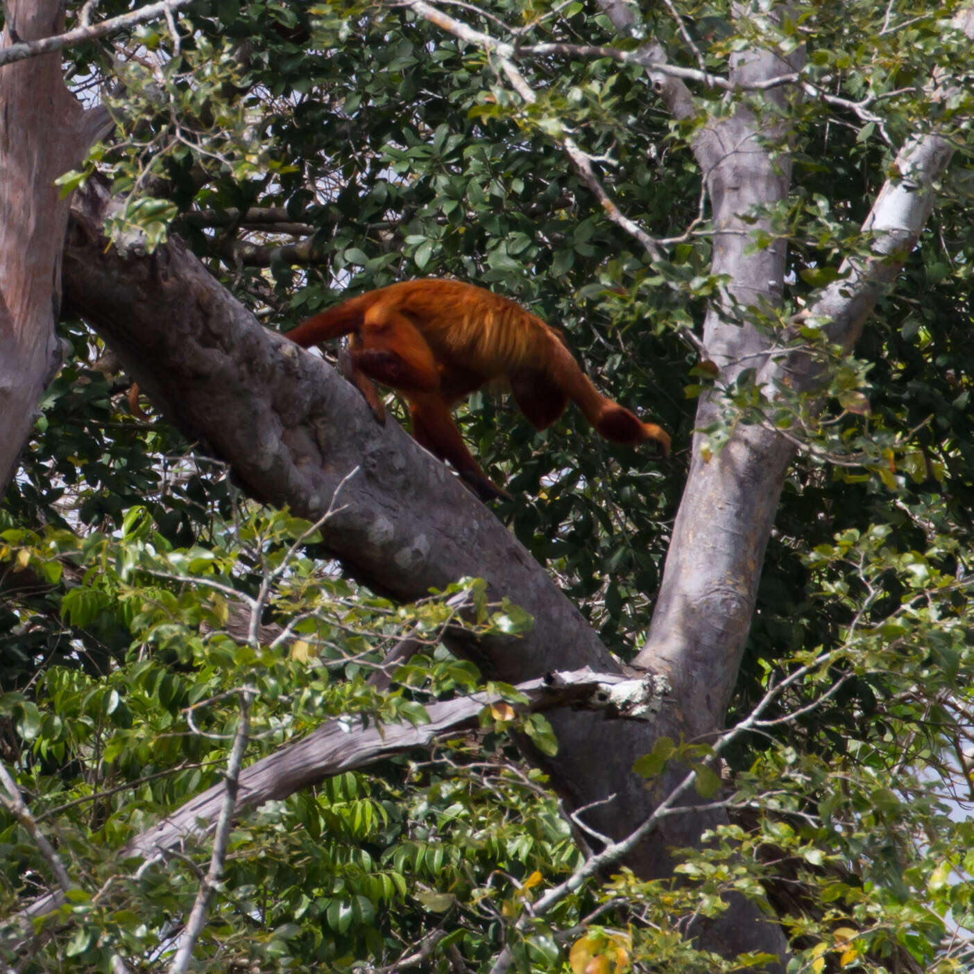 Image of Guianan Red Howler Monkey