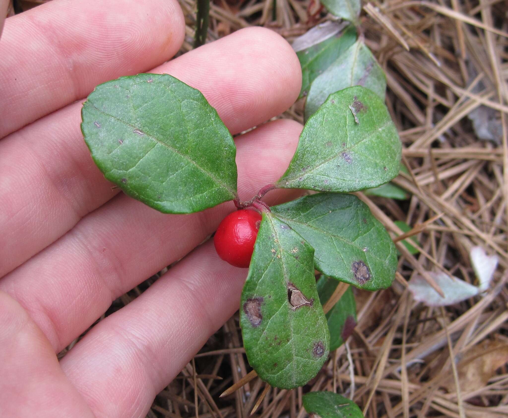 Image of eastern teaberry