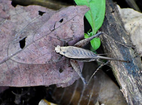 صورة Eneoptera