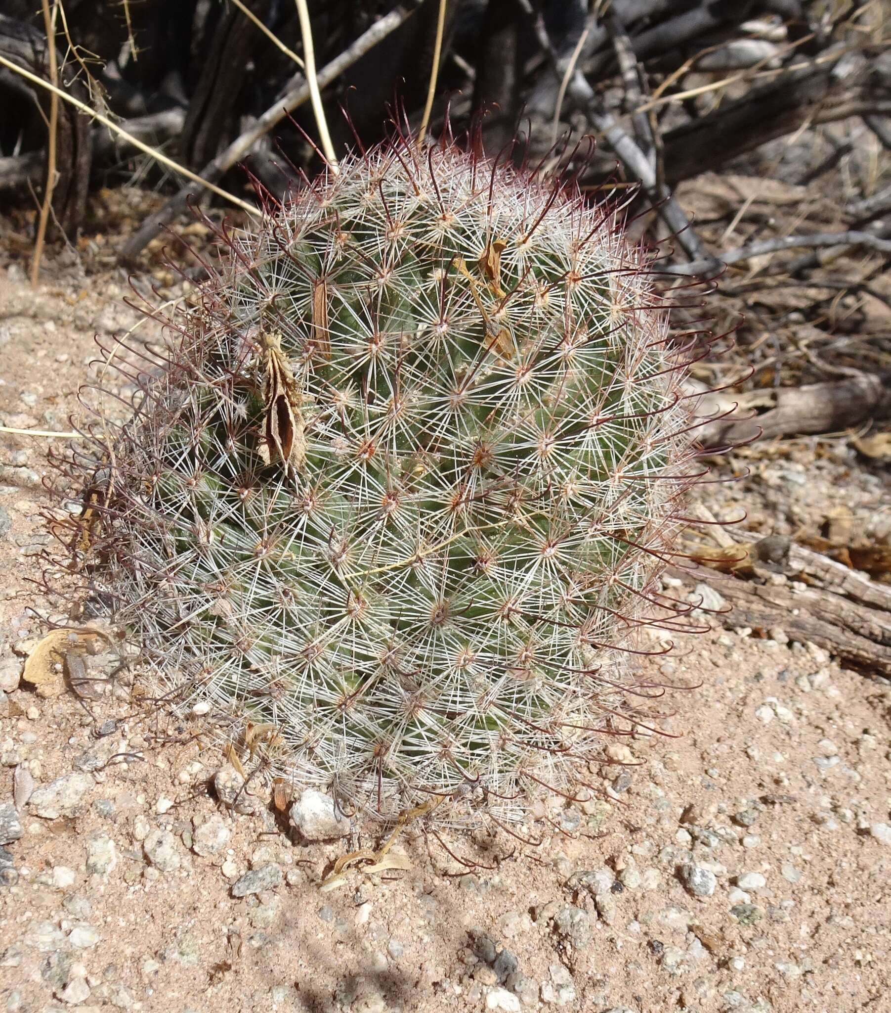 Image of Wright's Fishhook Cactus