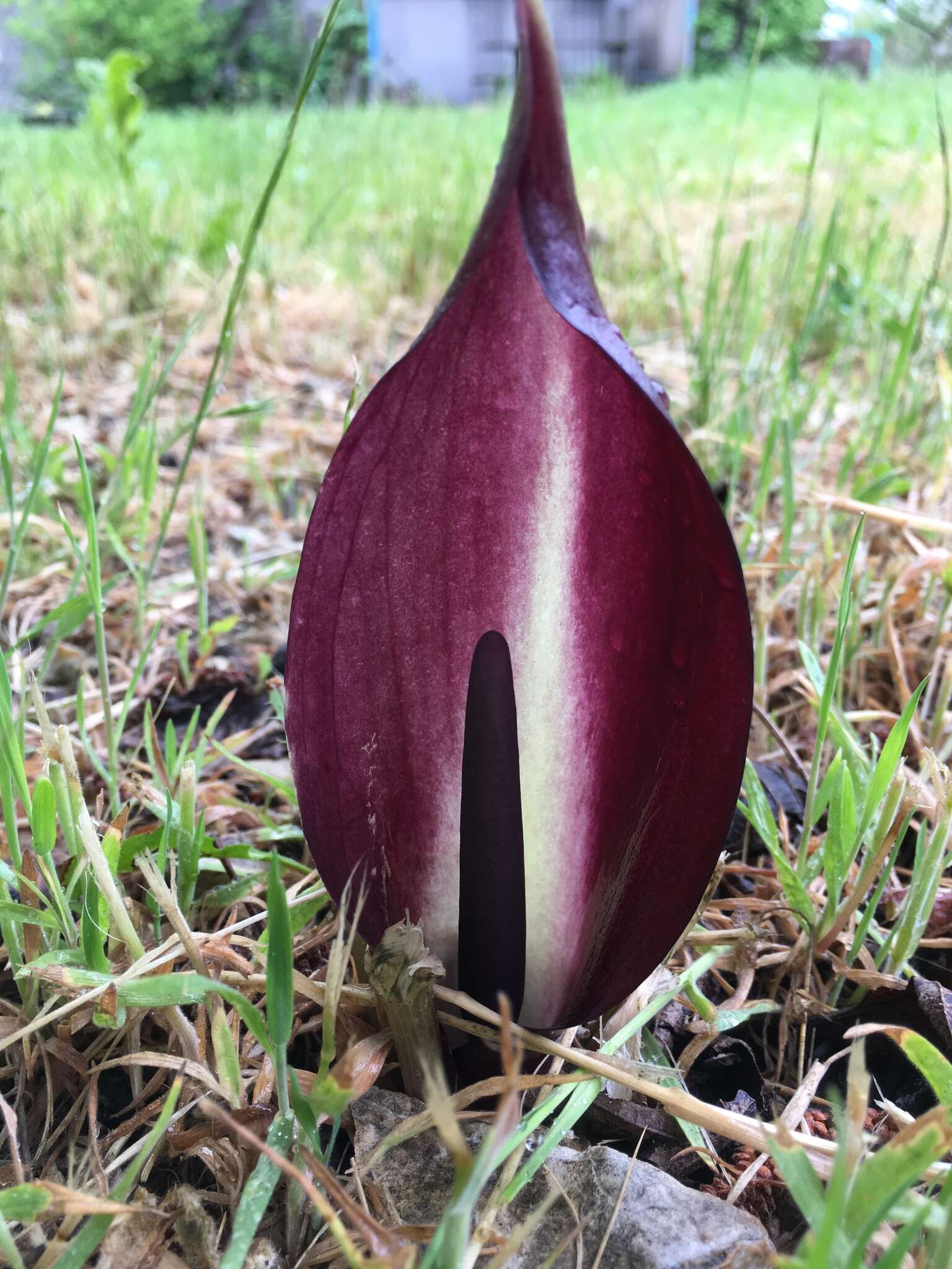 Image de Arum orientale M. Bieb.