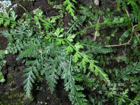 Sivun Asplenium sarelii subsp. pekinense (Hance) Fraser-Jenk., Pangtey & Khullar kuva