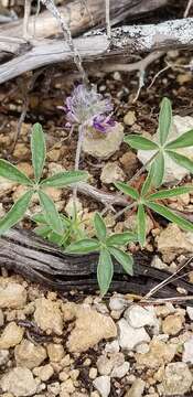 Image of subterranean Indian breadroot