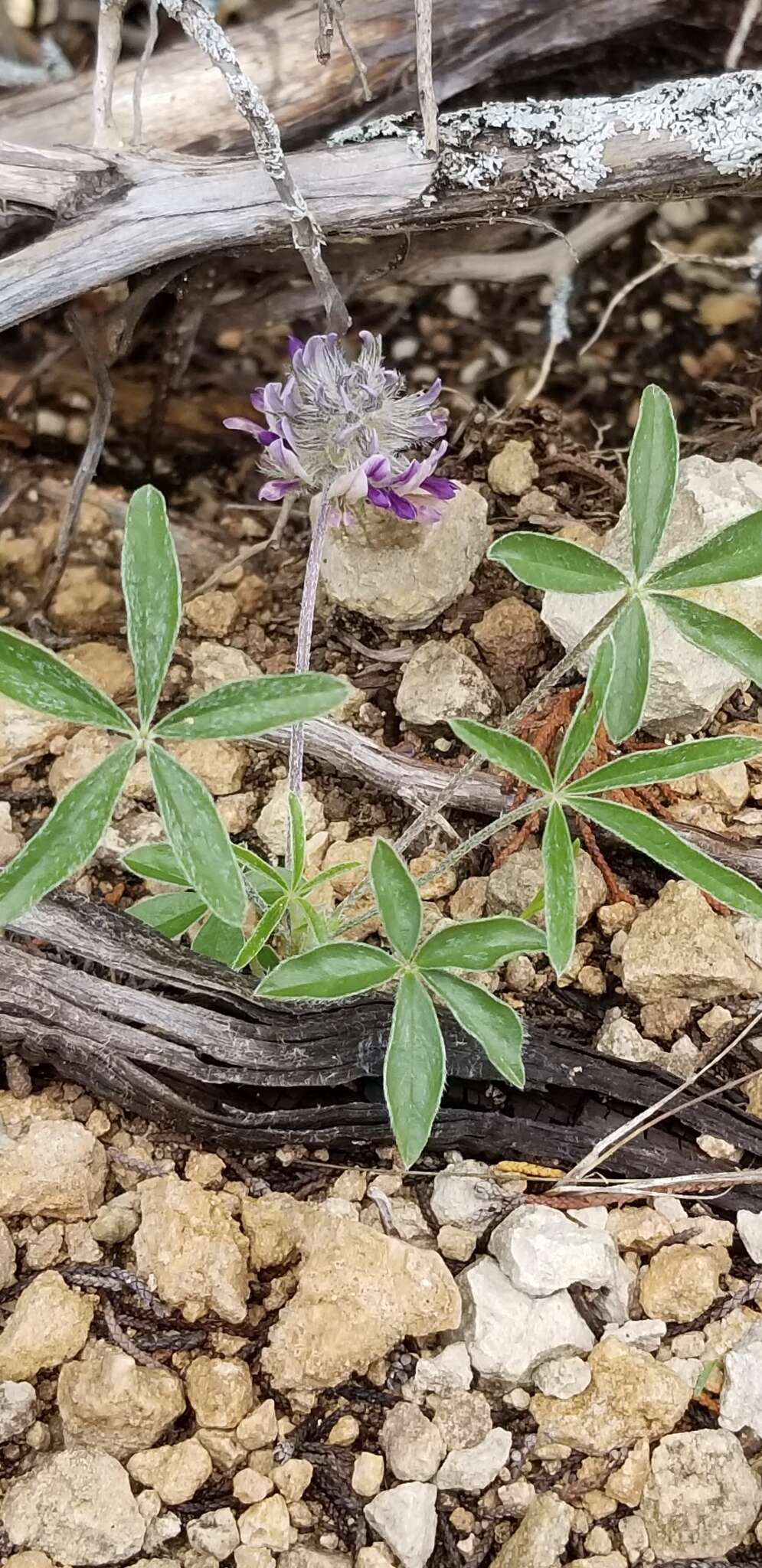 Psoralea hypogaea Torr. & A. Gray resmi