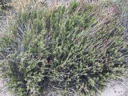 Image of Eastern Mojave buckwheat