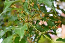 Image of Prunus rhamnoides Koehne