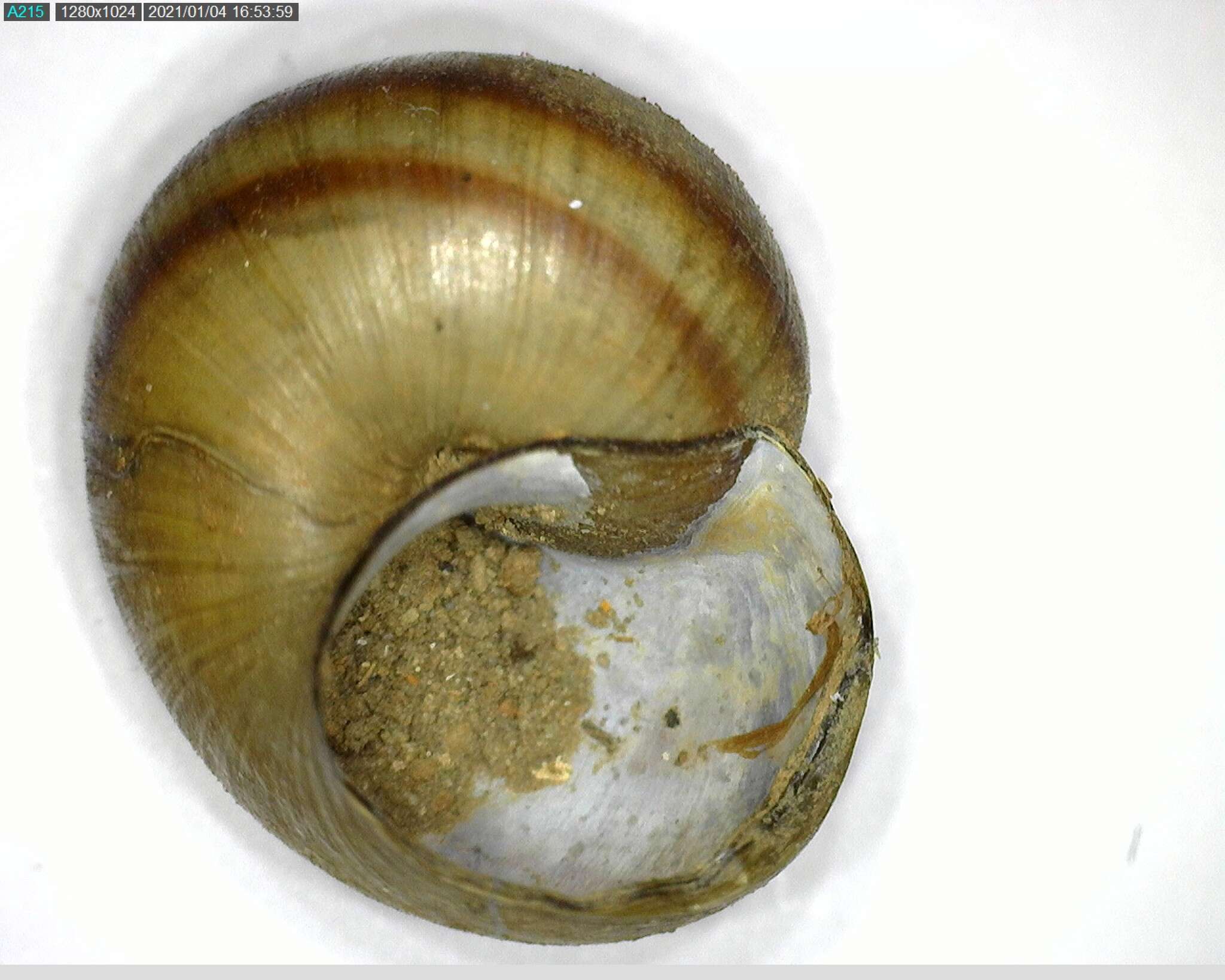 Image of Lister's River Snail