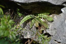 Plancia ëd Asplenium heterochroum Kunze