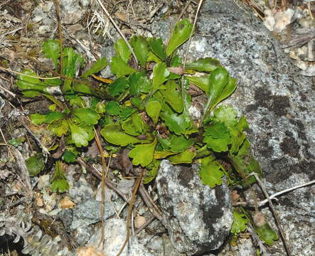 Image of Brachyscome sinclairii Hook. fil.